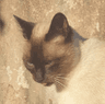 Profile picture of mlucinda